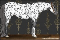 Horse Color:Black Near Leopard 
