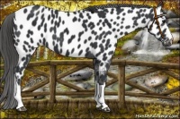 Horse Color:Black Appaloosa 
