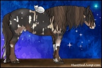 Horse Color:Liver Red Onyx Pearl Sabino Splash Appaloosa  and Liver Chestnut Sabino Splash 