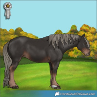 Horse Color:Liver Chestnut Mushroom 