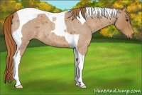 Horse Color:Red Roan Tobiano 