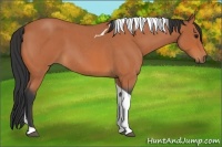 Horse Color:Bay Roan Tobiano 