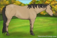 Horse Color:Buckskin 