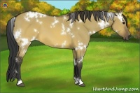 Horse Color:White Spotted Buckskin Dun 