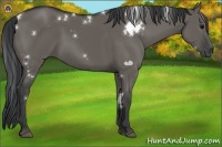 Horse Color:White Spotted Grullo