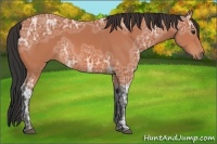 Horse Color:Bay Ice 