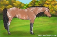 Horse Color:Bay Ice 