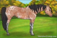 Horse Color:Bay Ice 