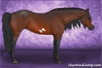 Horse Color:Bay Frame 