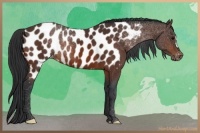 Horse Color:Bay Appaloosa