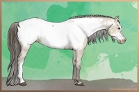 Horse Color:Liver Red Dun Frame Appaloosa 