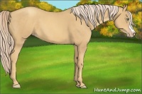 Horse Color:Gold Cream Champagne 