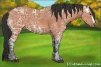 Horse Color:Unknown 