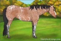 Horse Color:Bay Ice 