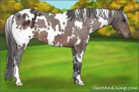 Horse Color:White Spotted Bay Appaloosa
