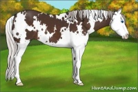 Horse Color:White Spotted Silver Bay Splash 