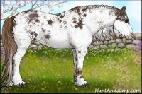 Horse Color:Liver Chestnut Sabino Rabicano