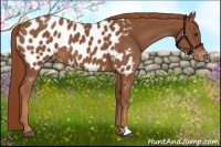 Horse Color:Chestnut Appaloosa