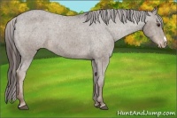 Horse Color:Liver Chestnut Appaloosa 