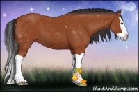 Horse Color:Bay Splash 