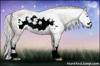 Horse Color:Gray Blue Roan Sabino Splash Frame 