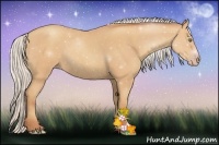 Horse Color:Silver Amber Champagne Roan Rabicano 