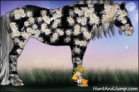 Horse Color:White Spotted Bay Dun Splash Rabicano 