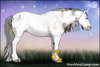 Horse Color:Nacre Bay Ice Sabino Appaloosa Rabicano