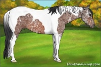 Horse Color:Bay Ice Tobiano 