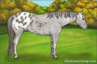 Horse Color:Liver Chestnut Ice Appaloosa