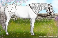 Horse Color:Grullo Appaloosa 