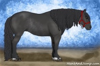 Horse Color:Black Rabicano