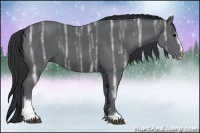 Horse Color:Black Ice Sabino