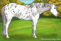 Horse Color:White Spotted Grullo Sabino Splash Appaloosa 