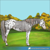 Horse Color:Liver Chestnut Ice Sabino Splash Appaloosa  and Liver Chestnut Sabino Splash Appaloosa 
