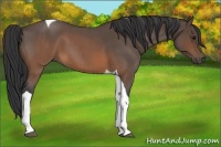 Horse Color:Brown Roan Tobiano 