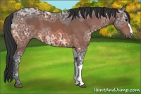 Horse Color:Bay Ice 
