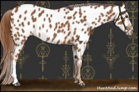 Horse Color:Chestnut Near Leopard 
