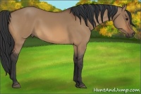 Horse Color:Bay Dun