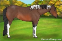 Horse Color:Bay Roan Tobiano 