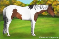 Horse Color:Bay Tobiano