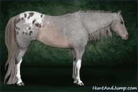 Horse Color:Buckskin Tobiano Appaloosa