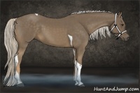 Horse Color:Chocolate Palomino Tobiano 