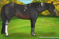 Horse Color:Black Tobiano  and Brown 