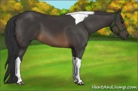 Horse Color:Buckskin Tobiano 