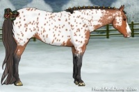 Horse Color:Bay Roan Splash Appaloosa 