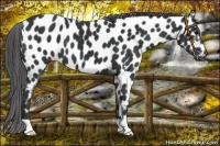 Horse Color:Black Near Leopard 