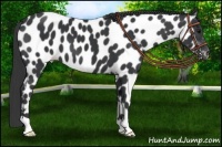 Horse Color:Black Near Leopard 