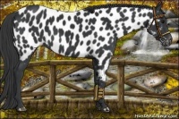Horse Color:Black Near Leopard 