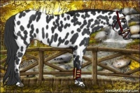 Horse Color:Black Appaloosa